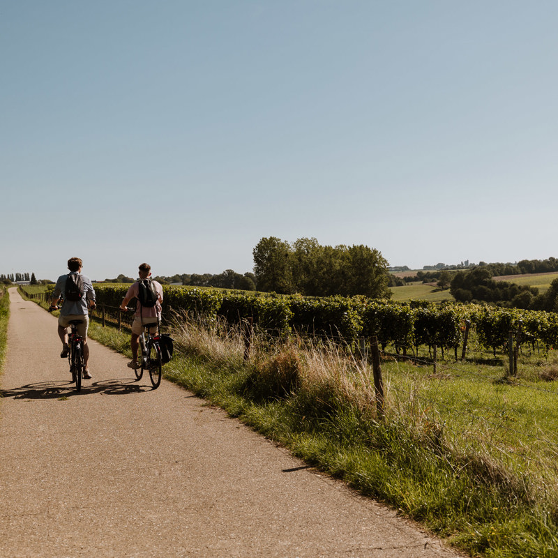 Twee mannen fietsen over een verharde weg bovenlangs een helling met wijnranken