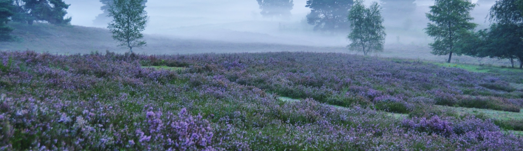 Een paarse Brunssummerheide op een mistige dag