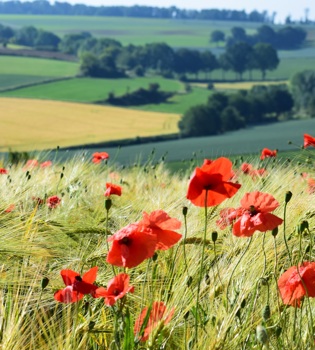 Wilde rode bloemen in een prachtig weids uitzicht over het heuvellandschap