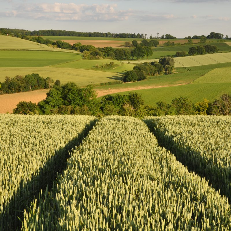 Heuvelland met diverse soorten groene landbouw en bomen