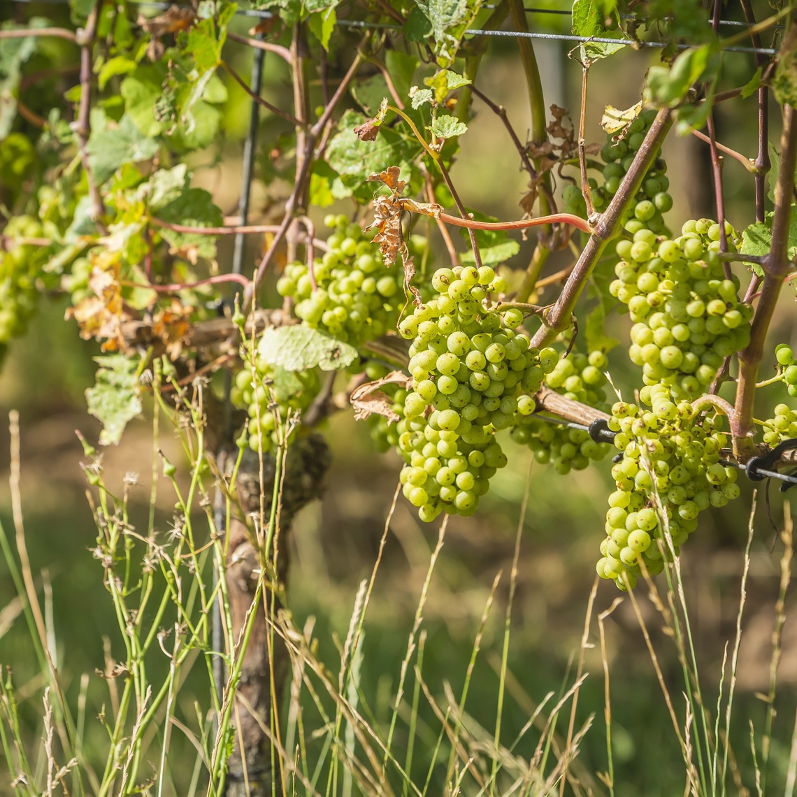 Een close up van groene druiventrossen in de wijnranken van Wijndomein St. Martinus