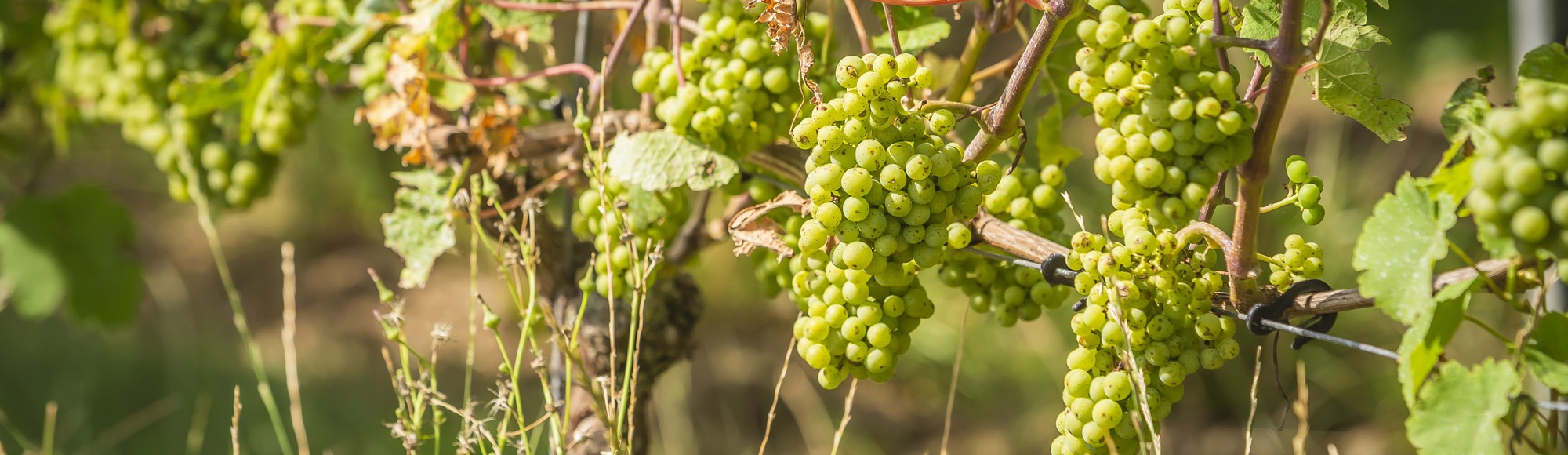 Een close up van groene druiventrossen in de wijnranken van Wijndomein St. Martinus