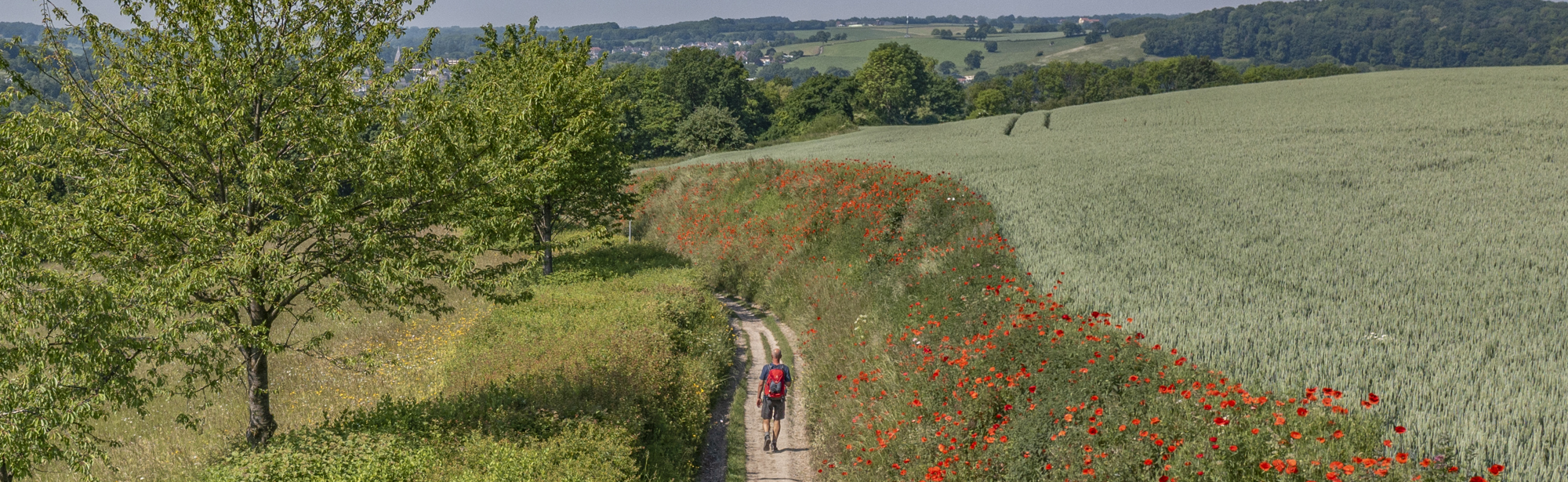 Een wandelaar loopt door de glooiende heuvels en een holle weg met klaprozen 