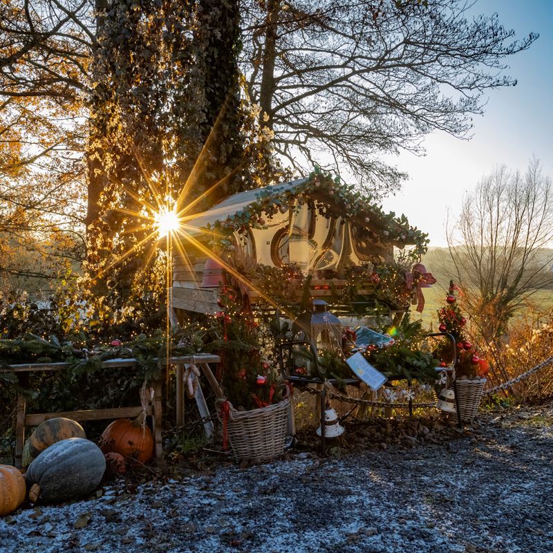 Groot kerststal voor bomen waar zonlicht doorheen schijnt in Zuid-Limburgs landschap