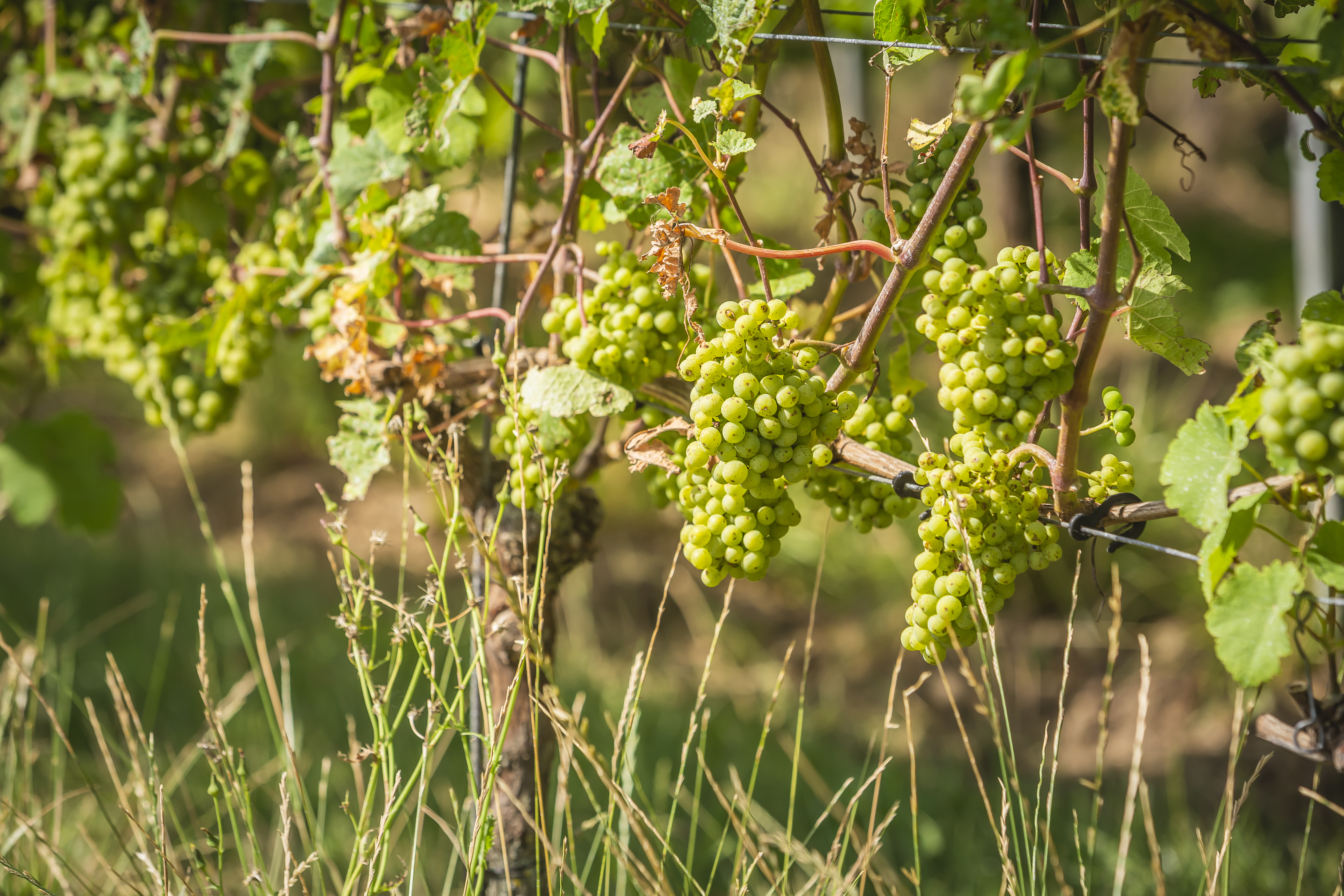 Limburgs Wijncongres 2025 in Maastricht
