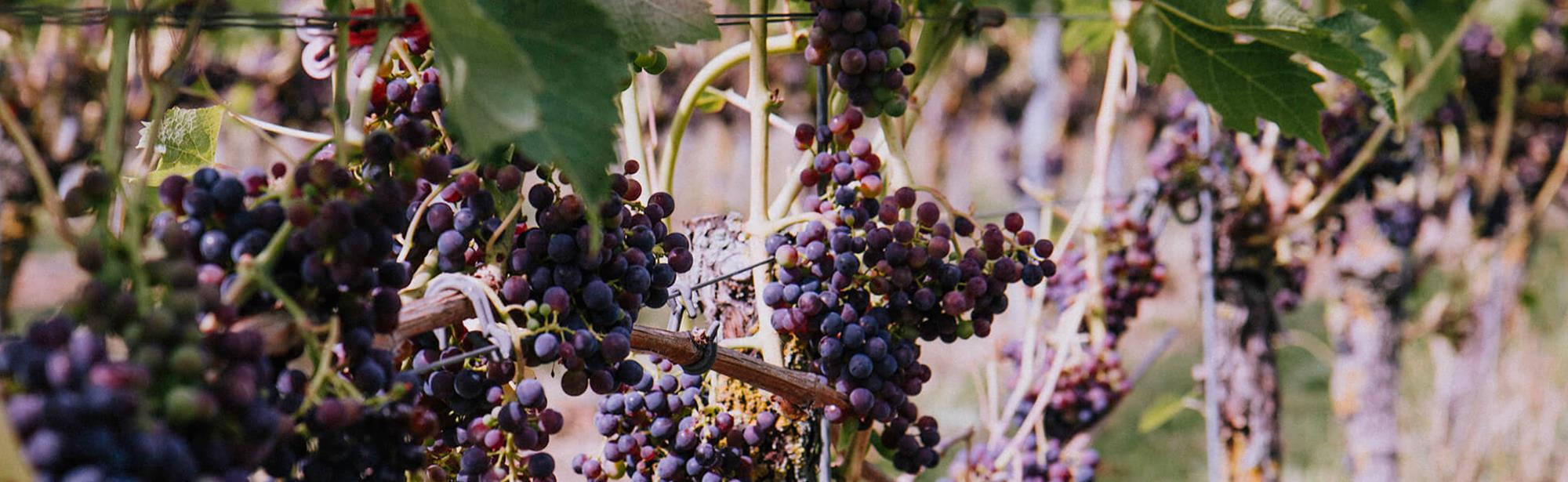 Vijf Zuid-Limburgse wijngaarden in de prijzen 